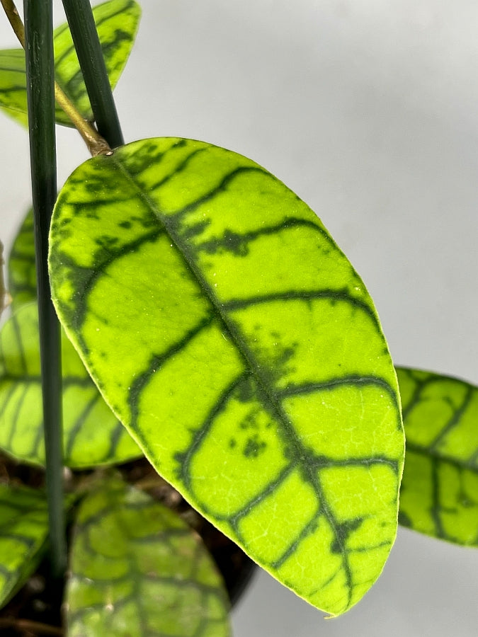 Hoya callistophylla ( 2 leaf cutting )