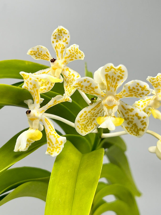 Vanda tricolor var semi alba