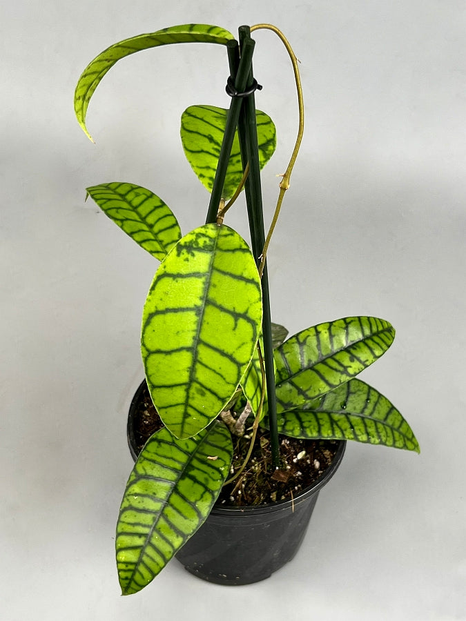 Hoya callistophylla ( 2 leaf cutting )