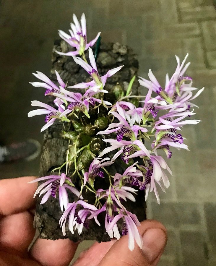 Dendrobium laterale