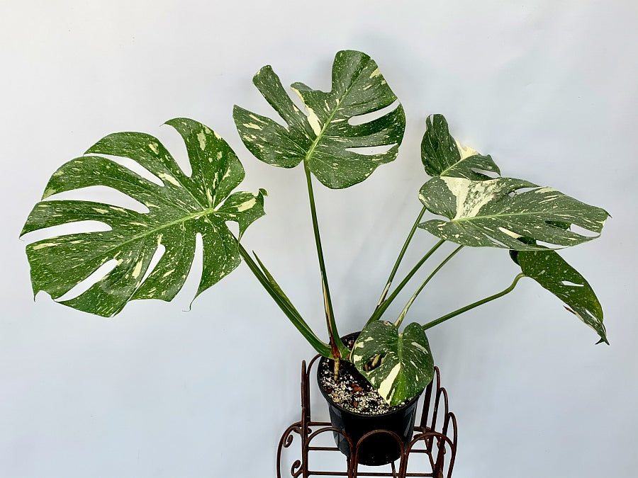 Monstera Thai Constellation "Big Plant"