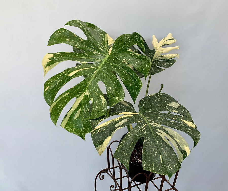 Monstera Thai Constellation "Big Plant"