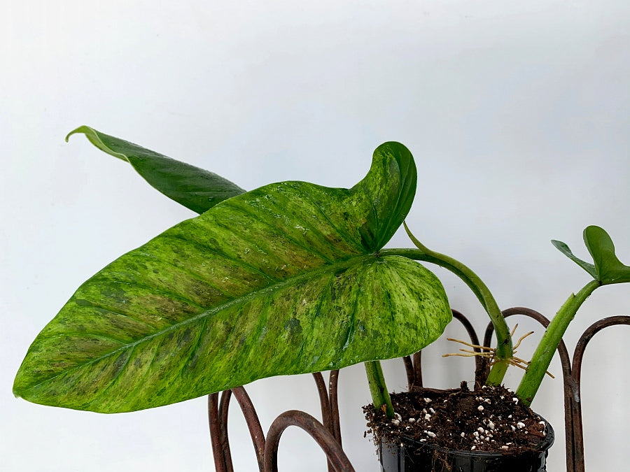 Philodendron subhastatum variegata ''BALLEROY VAR''
