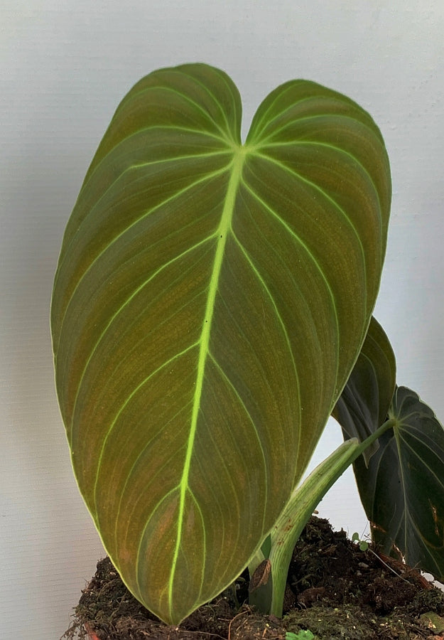 Philodendron melanochrysum "3-4 Big Leaves"
