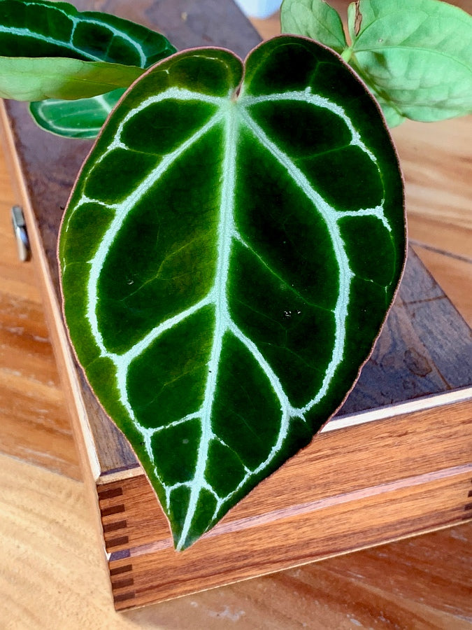 Anthurium crystallinum "Big Plant"