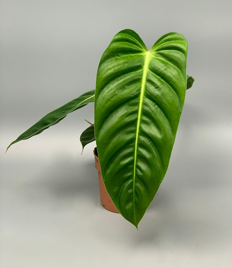 Philodendron esmeraldense