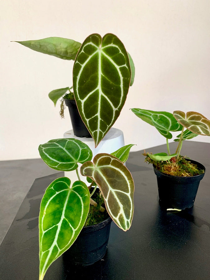 Anthurium crystallinum "Big Plant"