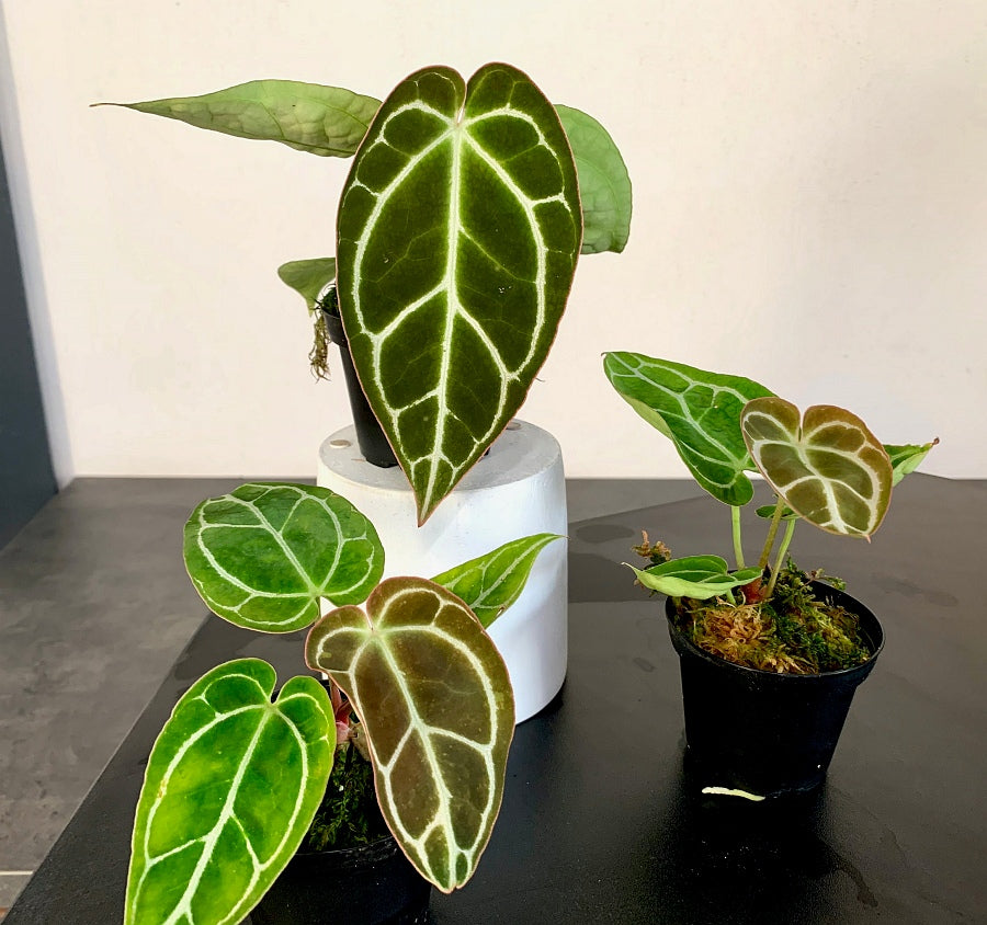 Anthurium crystallinum