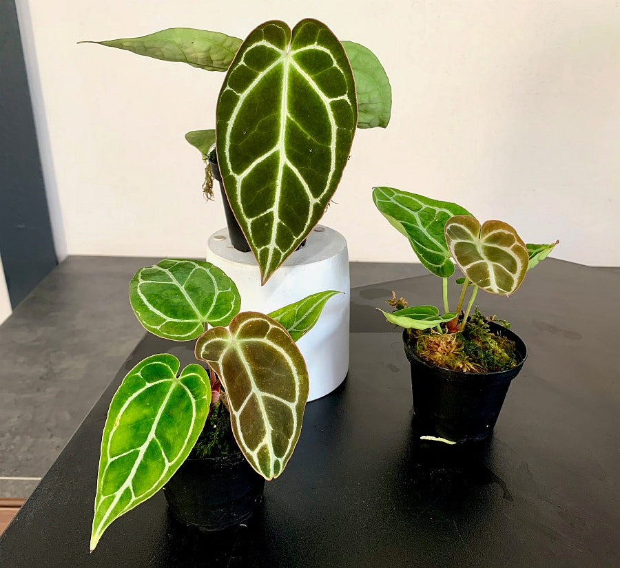 Anthurium crystallinum "Big Plant"