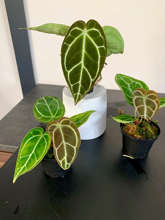 Anthurium crystallinum "Big Plant"