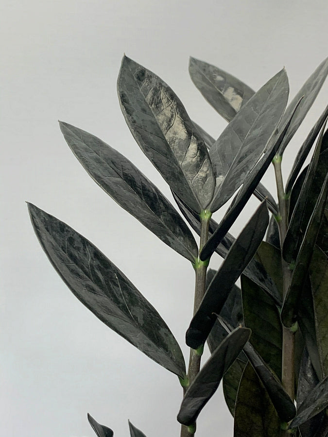 Zamioculcas "Black Raven" small
