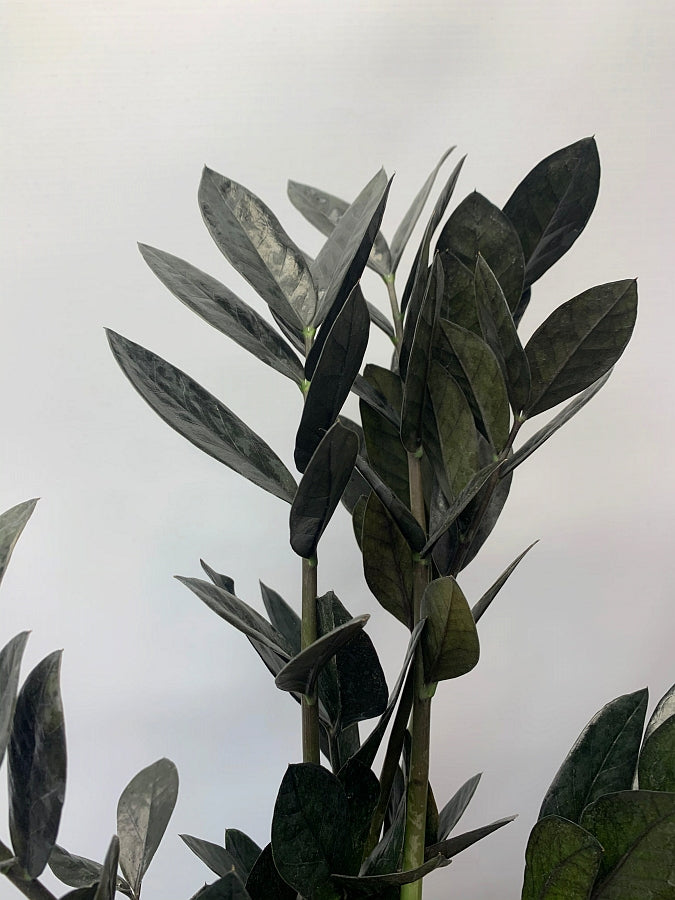 Zamioculcas "Black Raven" small