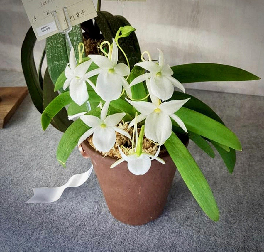 Angraecum leonis "Big Plant"