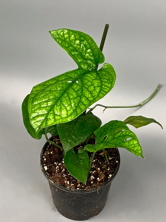 Rhaphidophora sp. "Spider" (Fresh Stem Cutting. One leaf on the stem)