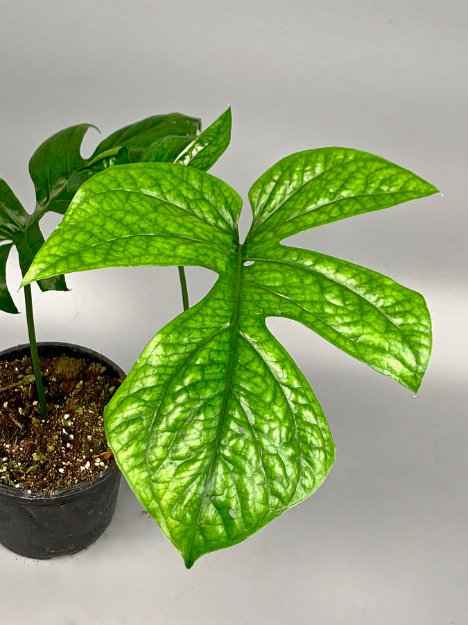 Rhaphidophora sp. "Spider" (Fresh Stem Cutting. One leaf on the stem)