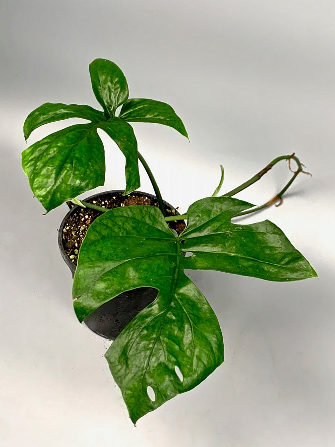 Rhaphidophora sp. "Spider" (Fresh Stem Cutting. One leaf on the stem)