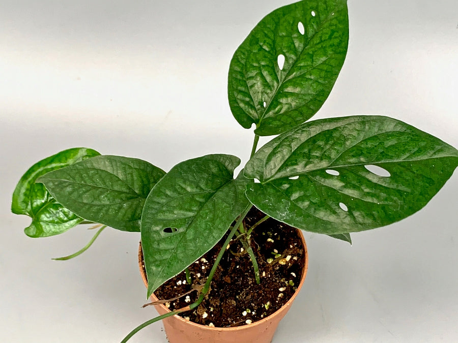 Rhaphidophora sp. "Spider" (Fresh Stem Cutting. One leaf on the stem)