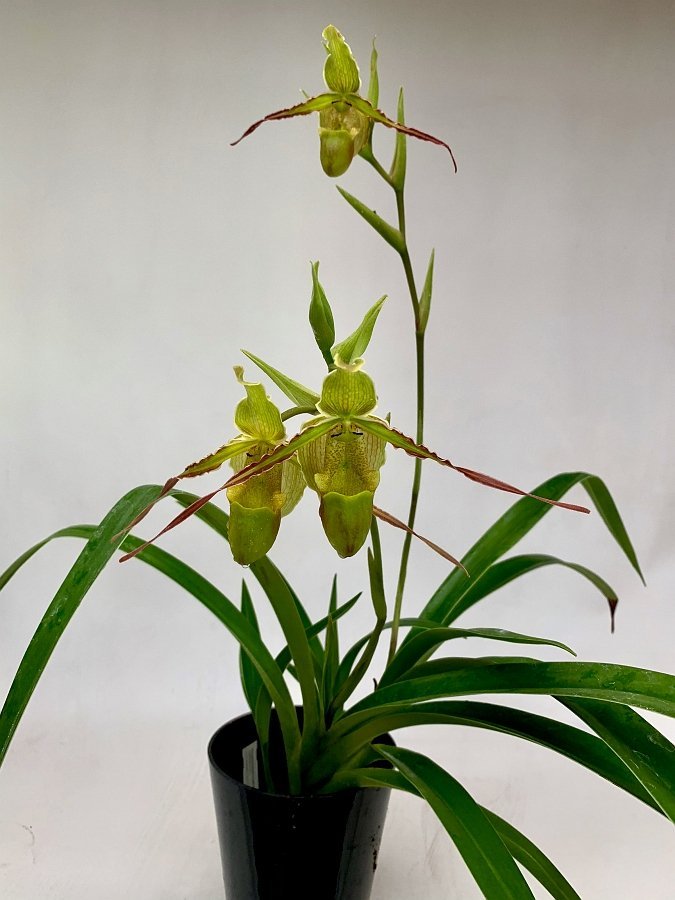 Phragmipedium longifolium ''Big''