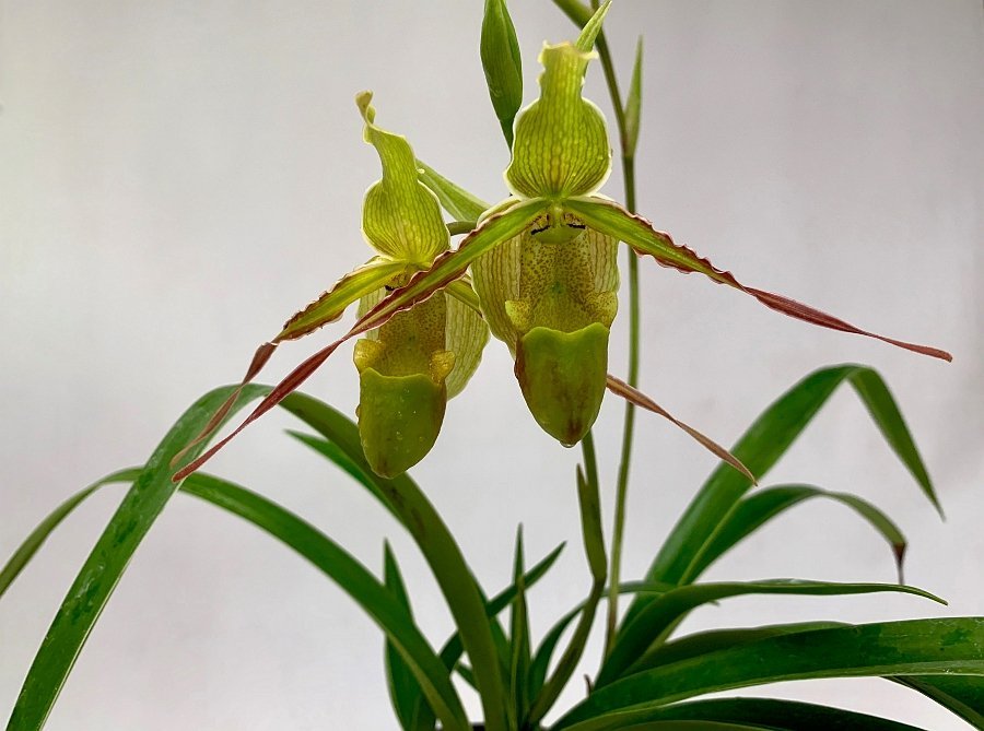 Phragmipedium longifolium ''Big''