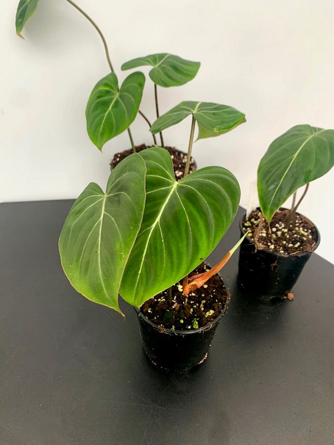 Philodendron gloriosum "Kompakter Typ"