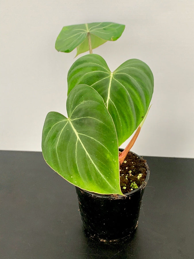 Philodendron gloriosum "Kompakter Typ"