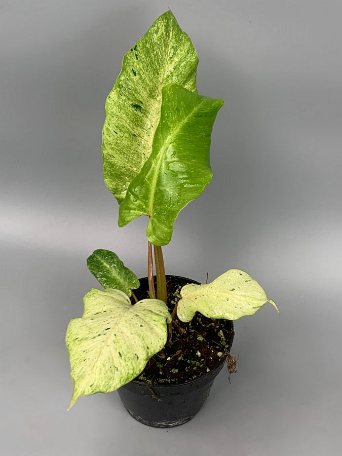 Philodendron Snowdrift