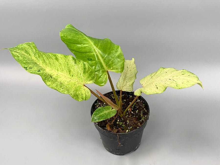 Philodendron Snowdrift