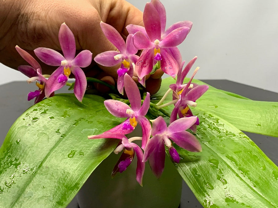 Phalaenopsis bellina alba x tetraspis