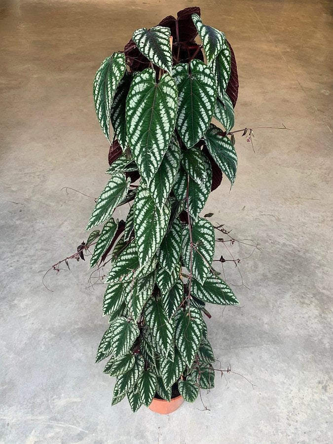 Cissus discolor (Small Plant)