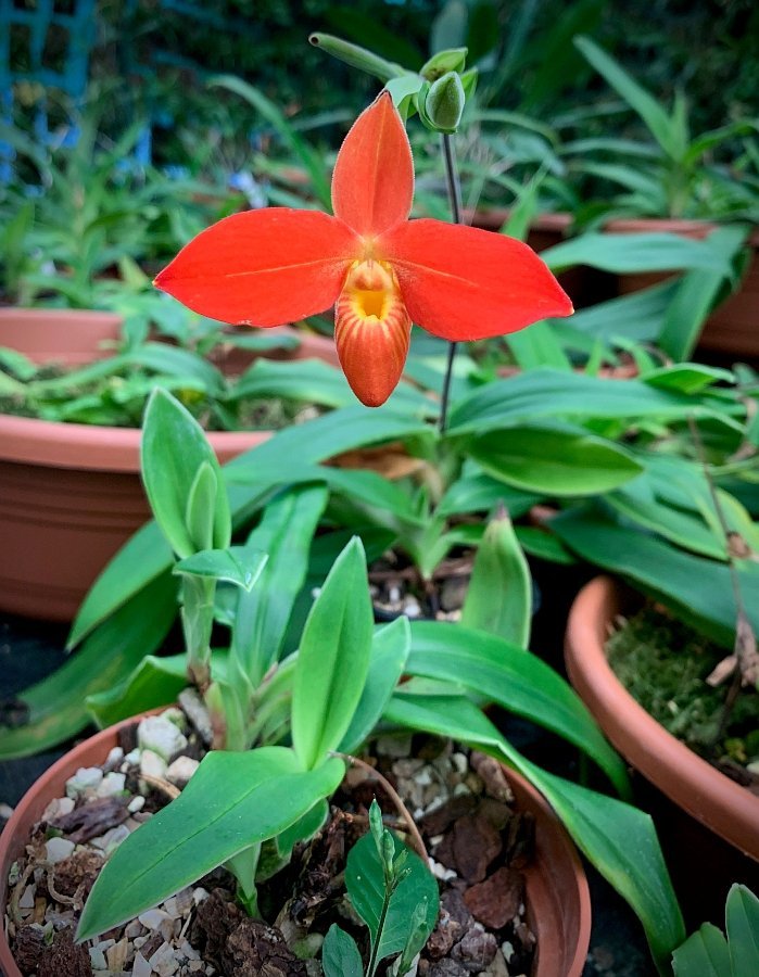 Phragmipedium besseae ''Special Compact type From Peru'' (Kleine Pflanze)