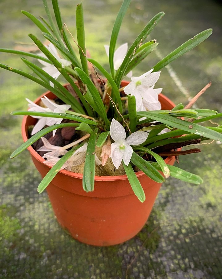 Ceratochilus pristina