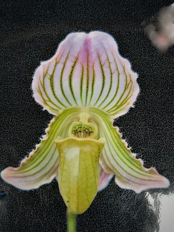 Paphiopedilum fairrieanum semi alba