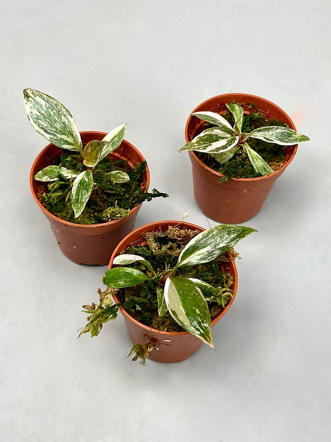 Philodendron Pink Princess "Marble" Much Pink Variegata (Medium Plant)