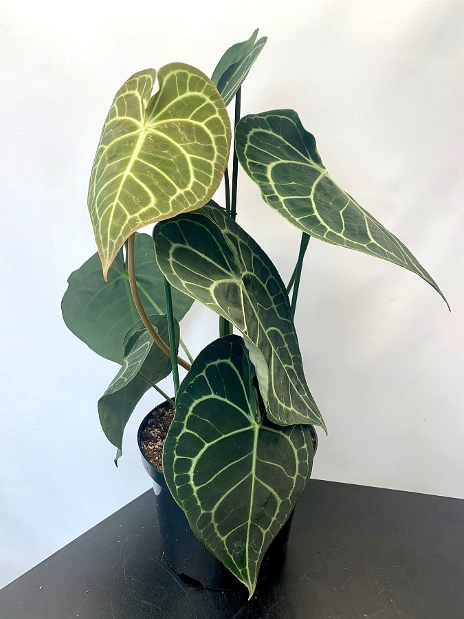Anthurium clarinervium "Groß XXL pflanze"