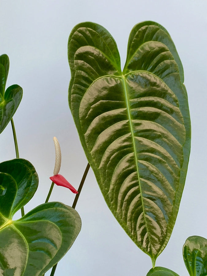 Anthurium veitchii hybrid