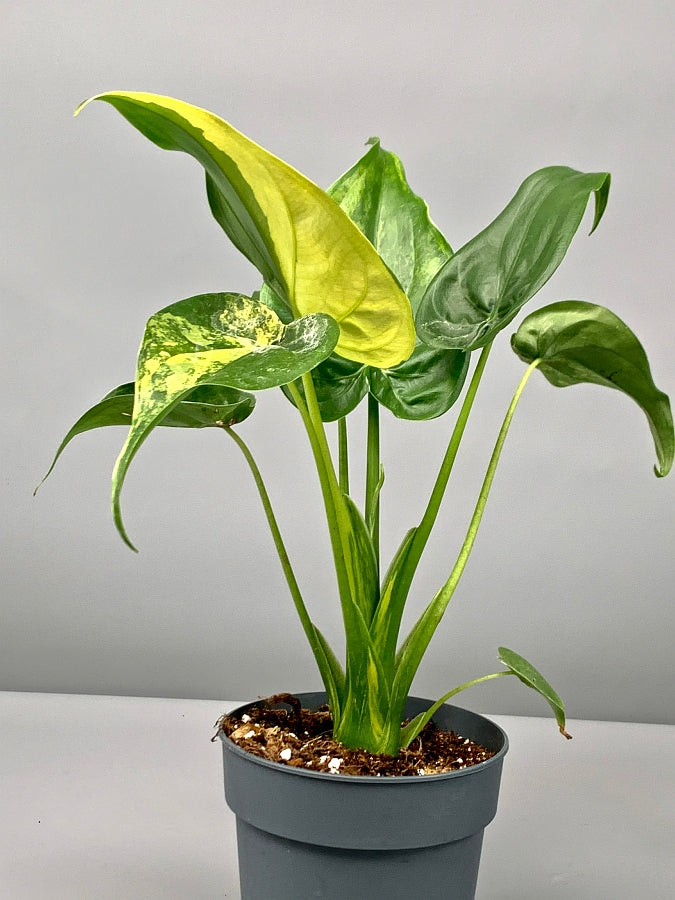Alocasia Variegata