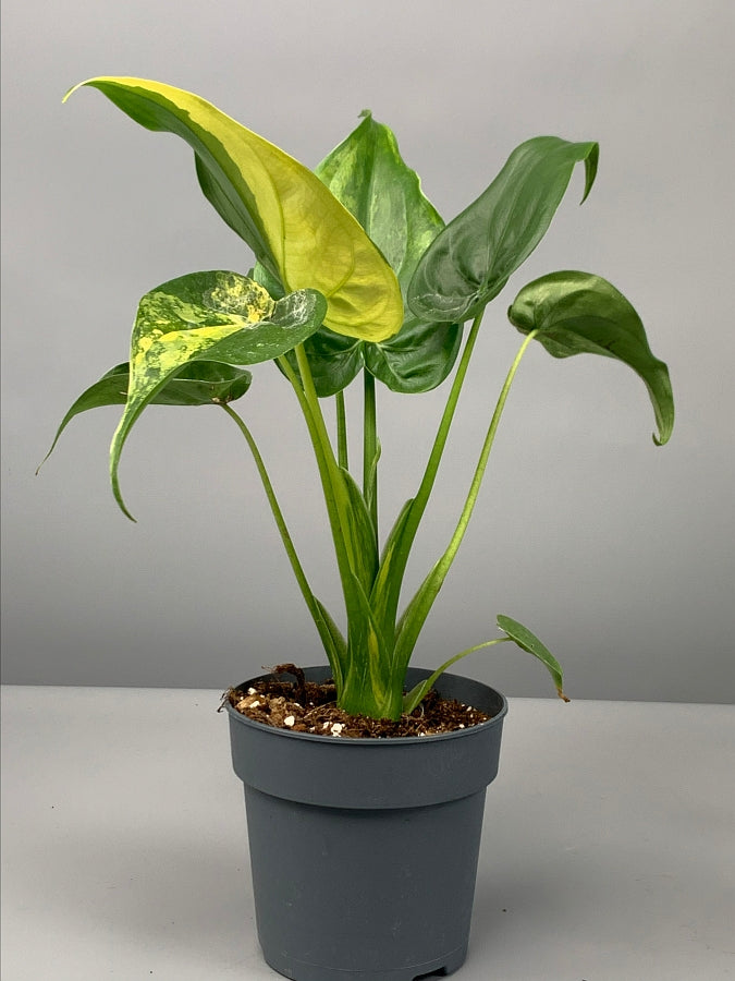 Alocasia Variegata