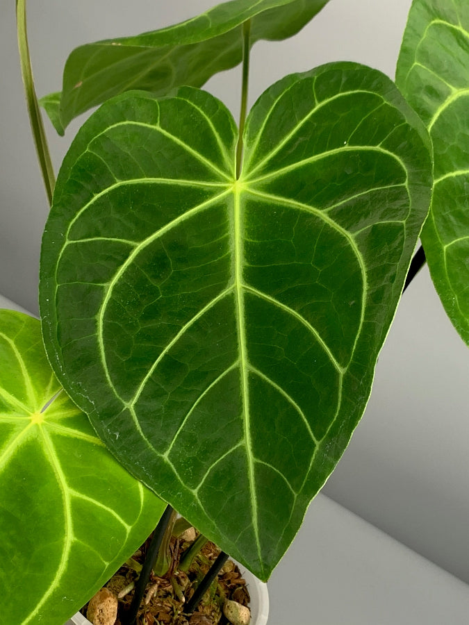 Anthurium magnificum (Groß pflanze)