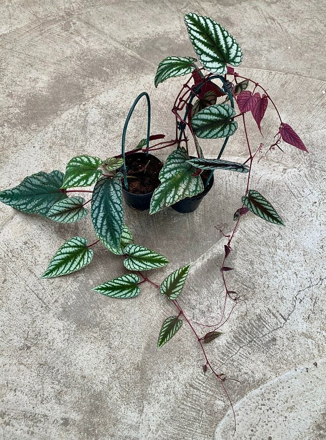 Cissus discolor (Klein pflanze)