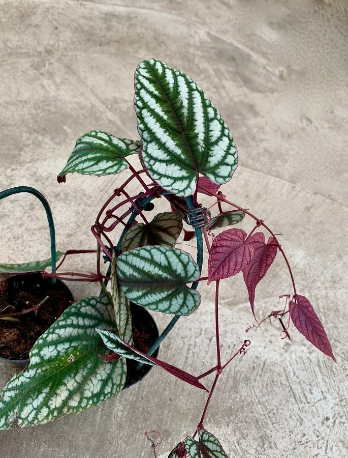 Cissus discolor (Klein pflanze)