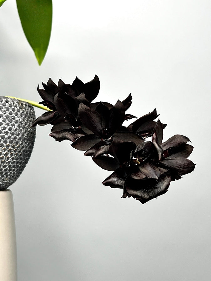 Monn. Millennium Magic "Witchcraft" FCC/AOS (XL Groß pflanze)