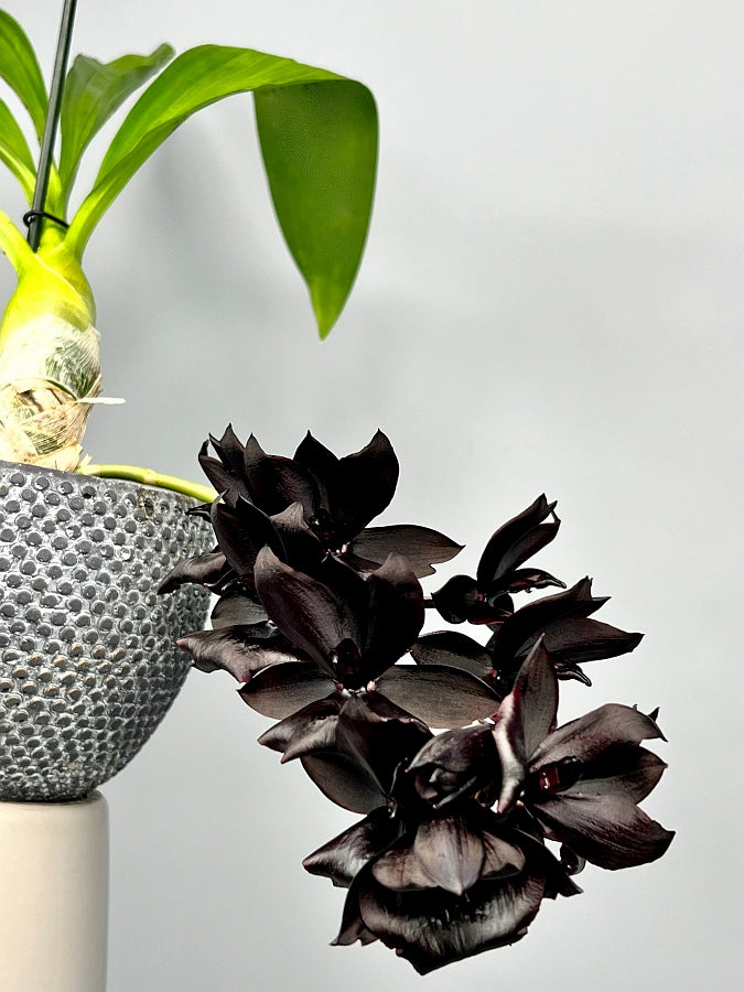 Monn. Millennium Magic "Witchcraft" FCC/AOS (XL Groß pflanze)