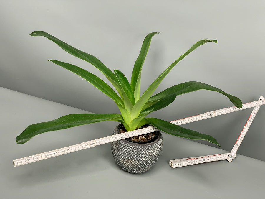 Paphiopedilum Hsiny Anita (Lady Isabel Lady m ''Red''x adductum var.antitum''Ace'AM/AOS)