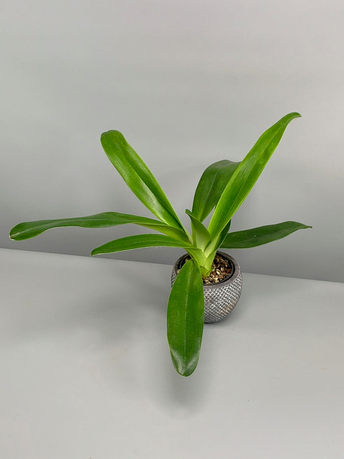 Paphiopedilum Hsiny Anita (Lady Isabel Lady m ''Red''x adductum var.antitum''Ace'AM/AOS) Groß pflanze