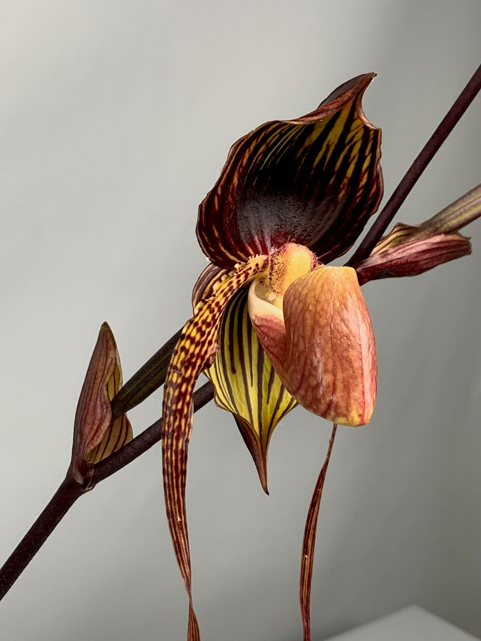 Paphiopedilum Hsiny Anita (Lady Isabel Lady m ''Red''x adductum var.antitum''Ace'AM/AOS)