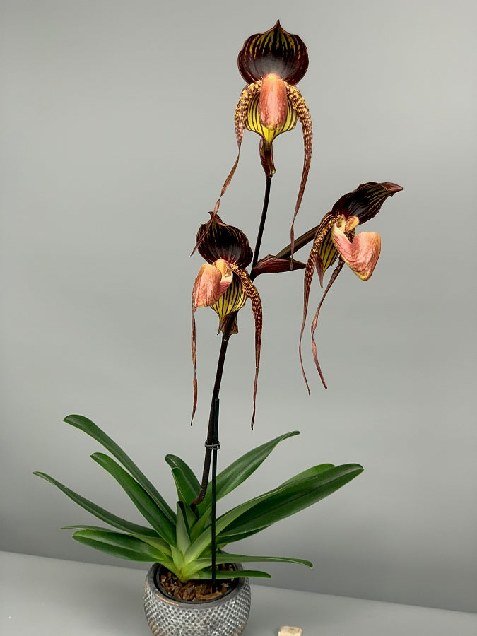 Paphiopedilum Hsiny Anita (Lady Isabel Lady m ''Red''x adductum var.antitum''Ace'AM/AOS)