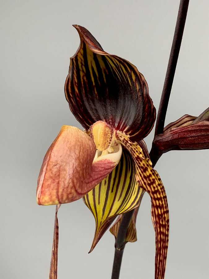 Paphiopedilum Hsiny Anita (Lady Isabel Lady m ''Red''x adductum var.antitum''Ace'AM/AOS)