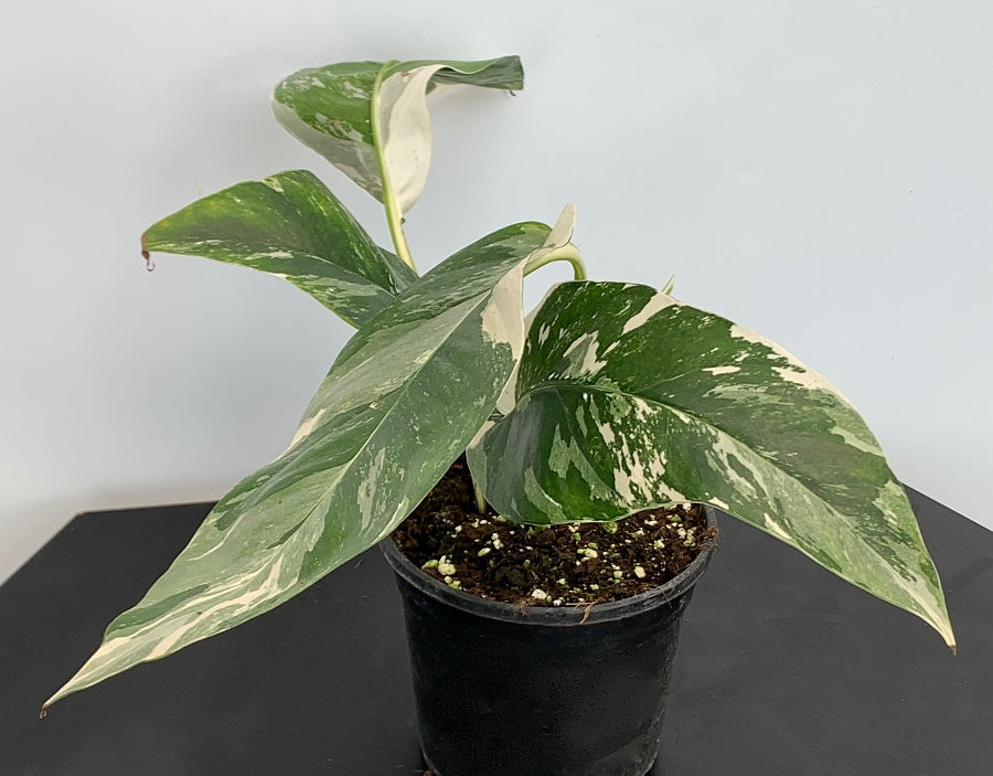 Epipremnum Pinnatum Variegata Albo (2 leaves Cutting)
