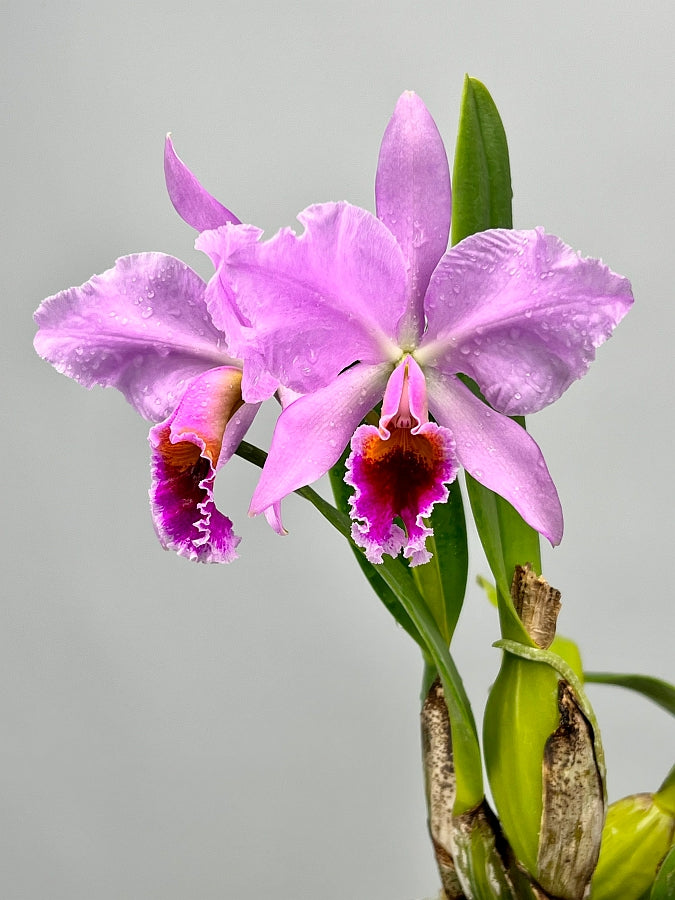 Cattleya percivaliana