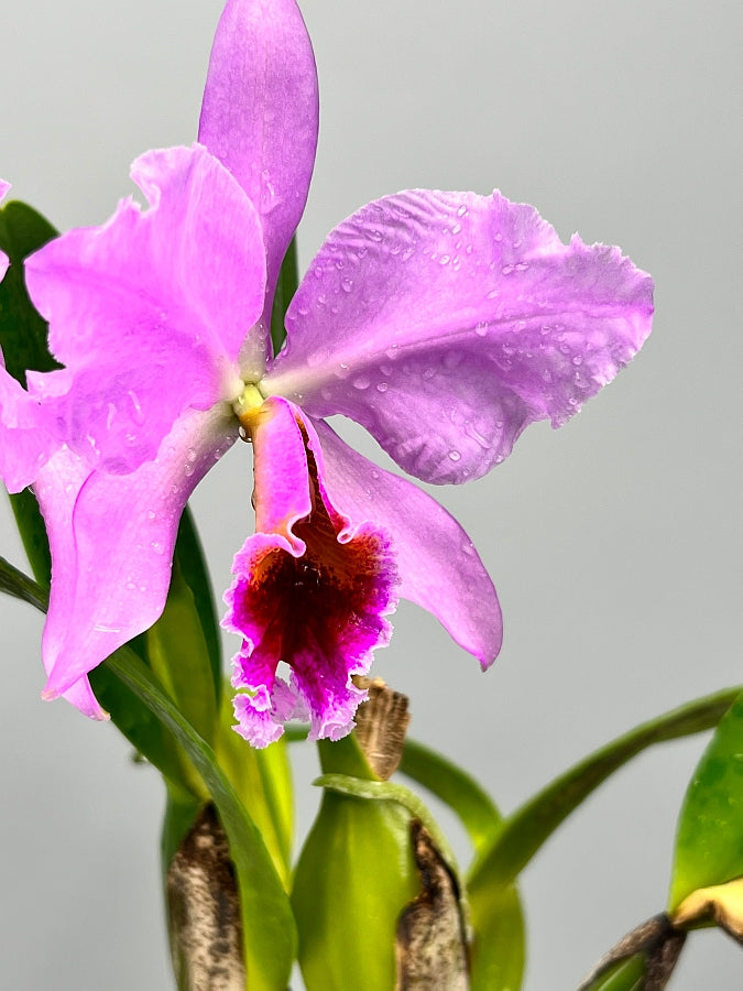 Cattleya percivaliana